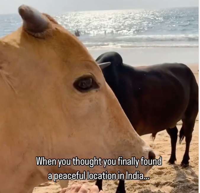 Cow Surprise on Beach